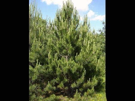 Austrian Pine