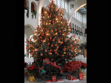 The Flowering Christmas Tree