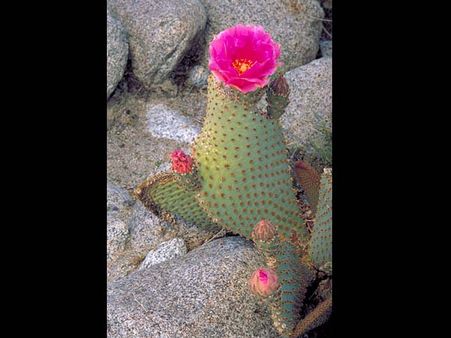Beaver-tail Cactus