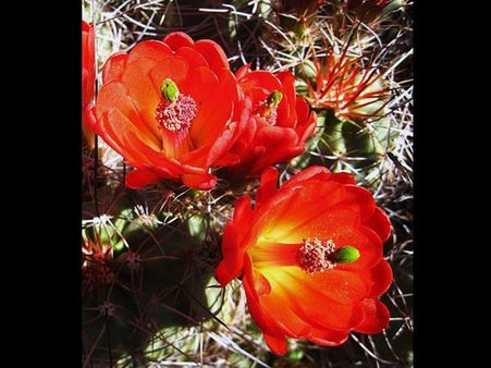 Rainbow Hedgehog Cactus