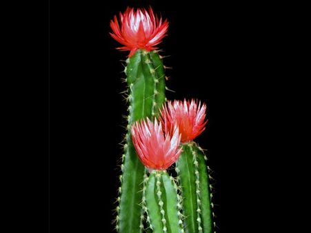 Fairy Castle or Cereus tetragonus 