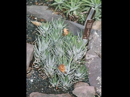 Haworthia Cactus Zebra