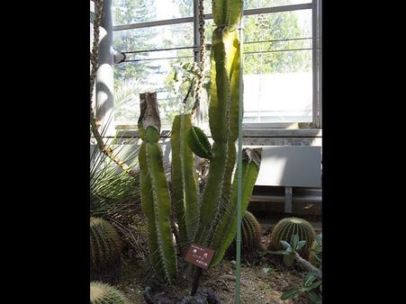 Cereus peruvianus