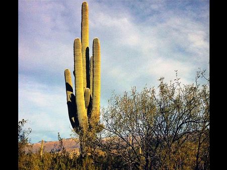 Giant Saguaro