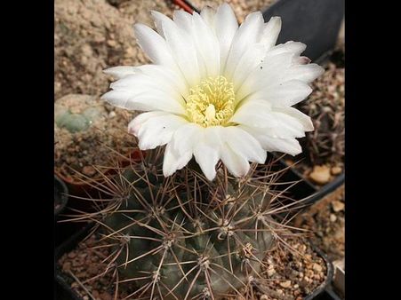 Gymnocalycium