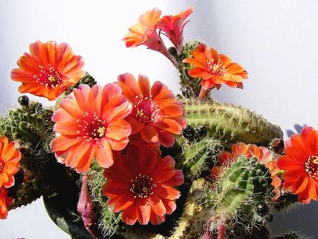 Echinopsis chamaecereus 