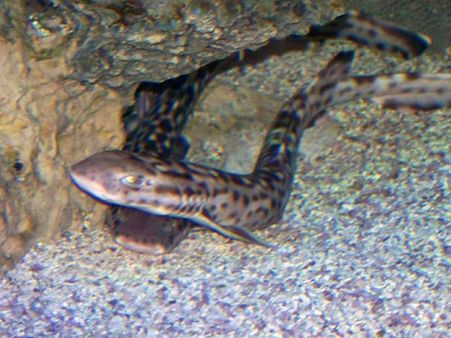 Coral Catshark