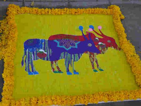 The cow designed kolam