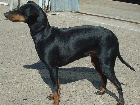Manchester Terrier