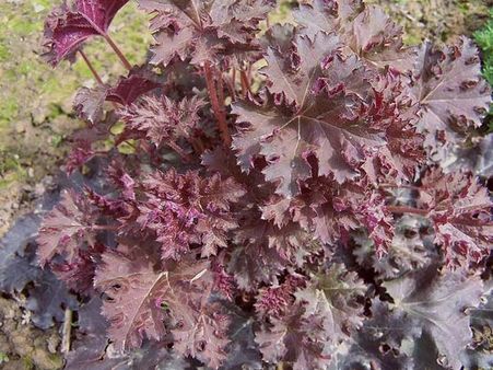 Heuchera micrantha: Coral Bells