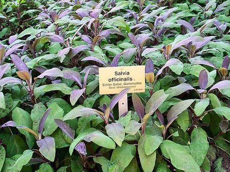 Salvia officinalis : Garden Sage