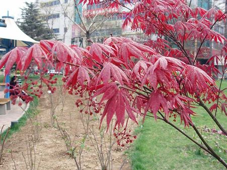 Acer palmatum: Japanese Maple