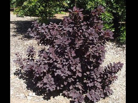 Cotinus coggygria: Purple Smoke Bush