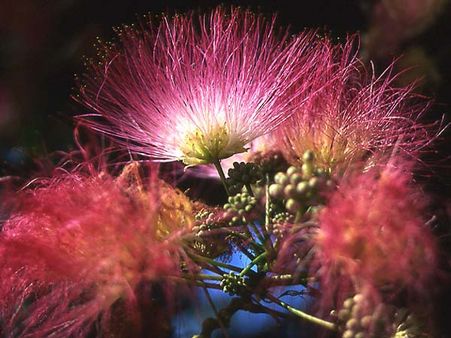 Albizia julibrissin: Silk Tree