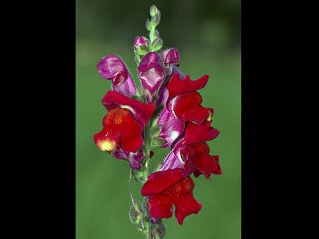 Antirrhinum: Snapdragon