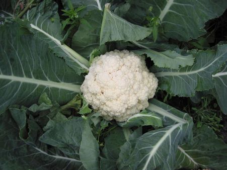 Cauliflower Cauliflower