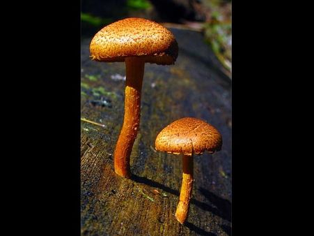 Pholiota sp. 