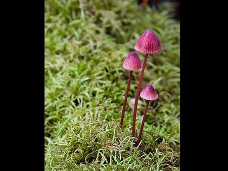 Pink Mycena sp