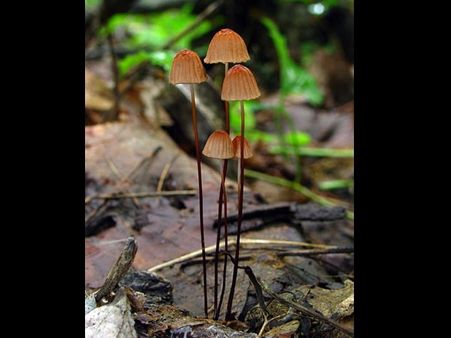 Marasmius sp.