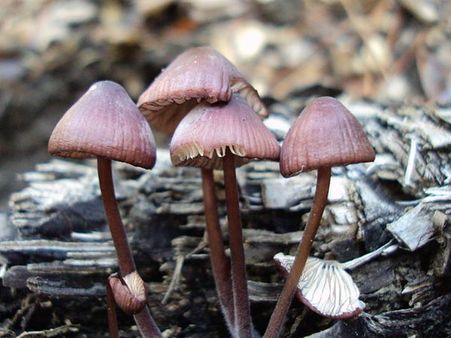 Mycena purpureofusca