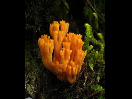 Ramaria sp.