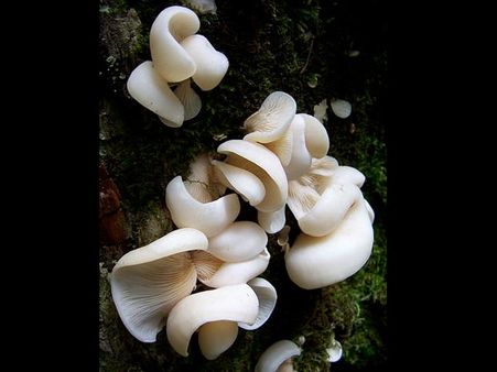 Pleurocybella porrigens