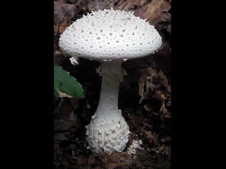 Amanita virgineoides or Ogre Mushrooms
