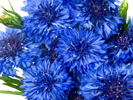 Cornflower