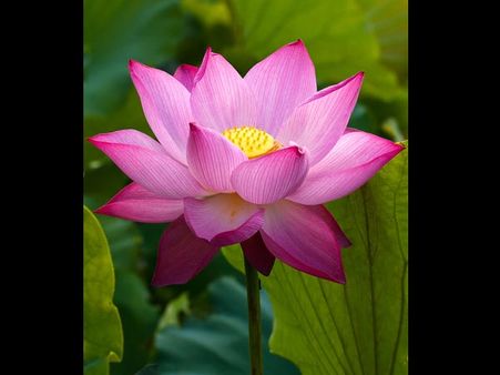 Lotus