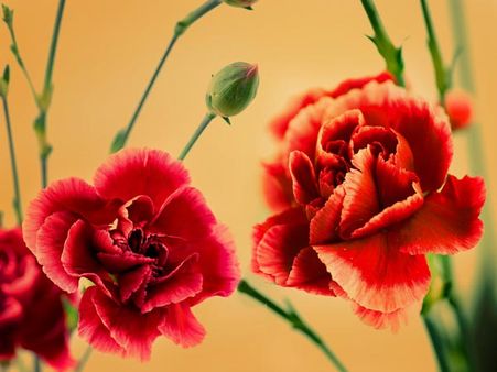 Carnations