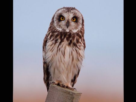 Owl