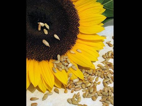  Sunflower seeds