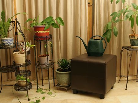 Indoor plants
