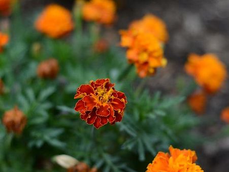 Marigold Plant