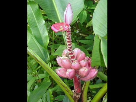 Plantain Plant