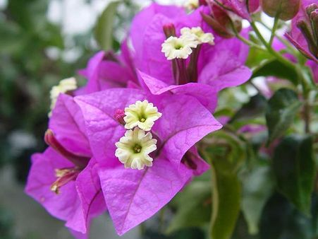 Bougainvillea