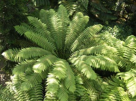 Fern