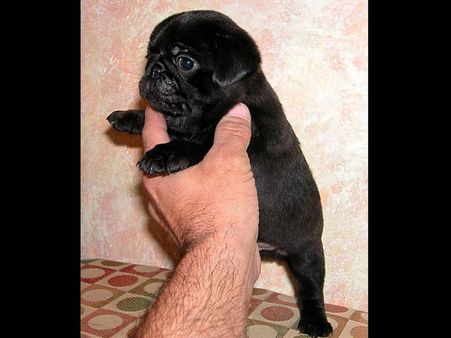 Pug Puppies