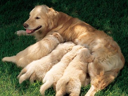 Golden Retriever Puppies