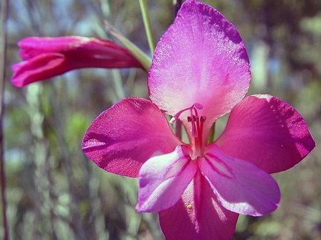 Gladiolus Gladiolus
