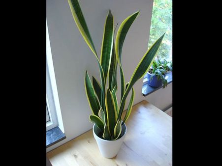 Snake Plant