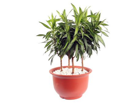 Dracaena Reflexa
