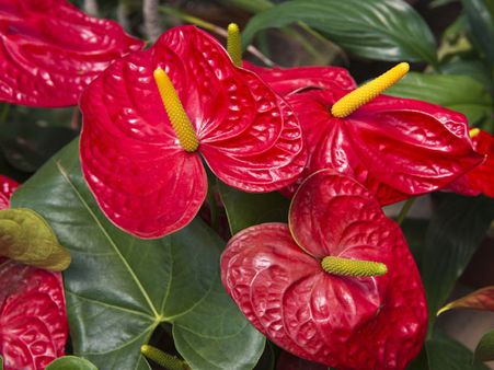 Anthuriums