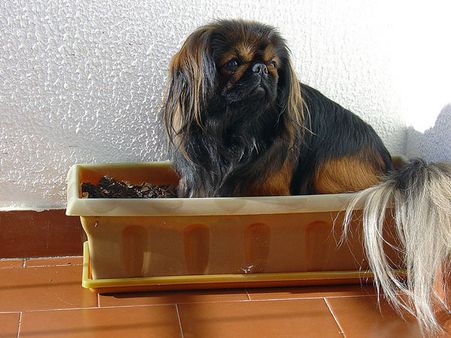 Pekingese 