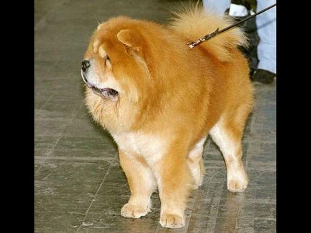 Chow Chow