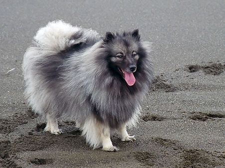 Keeshond