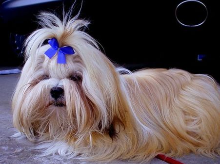 Lhasa Apso
