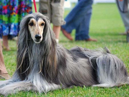 Afghan Hound