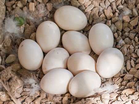 Duck Eggs 