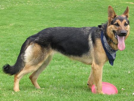 German Shepherd 